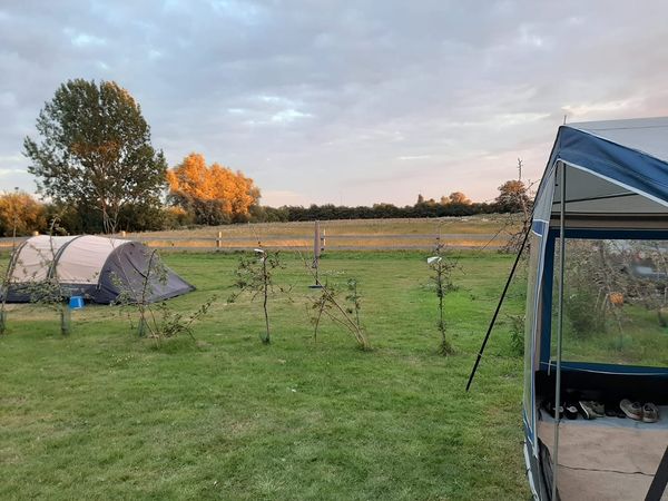 Veel jonge aanplant op de camping